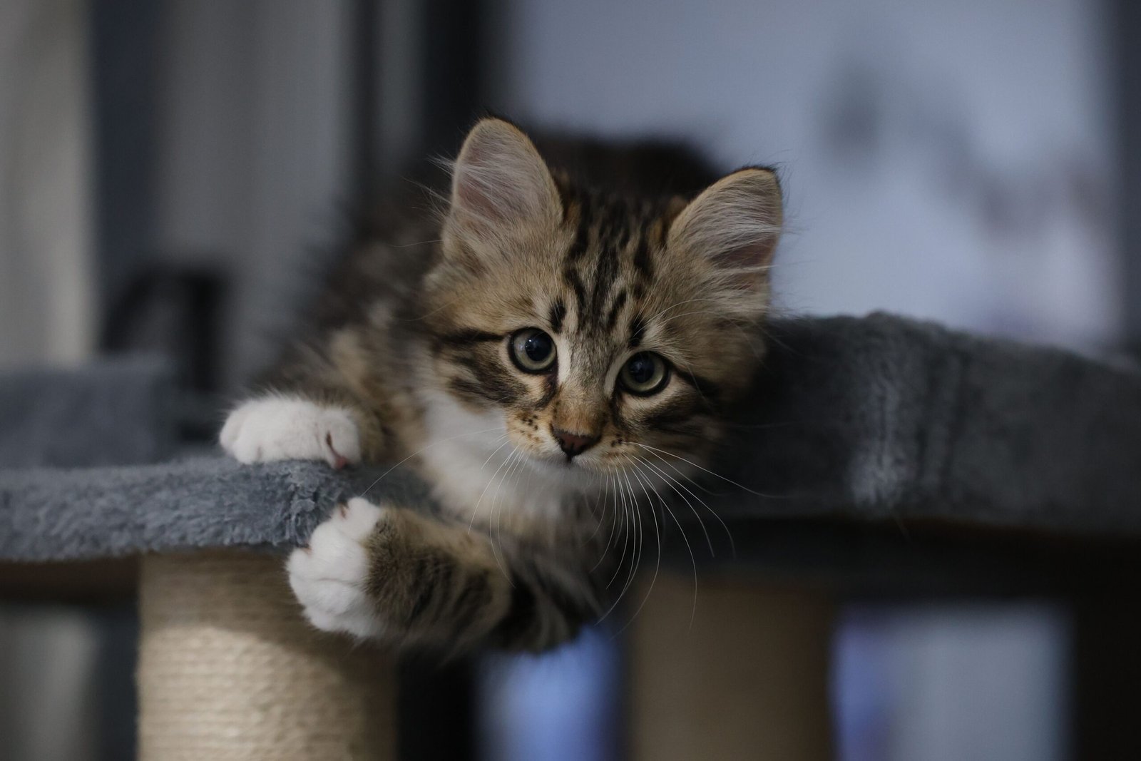 Où placer le point d&rsquo;eau de son chat dans la maison pour créer un espace pratique ?
