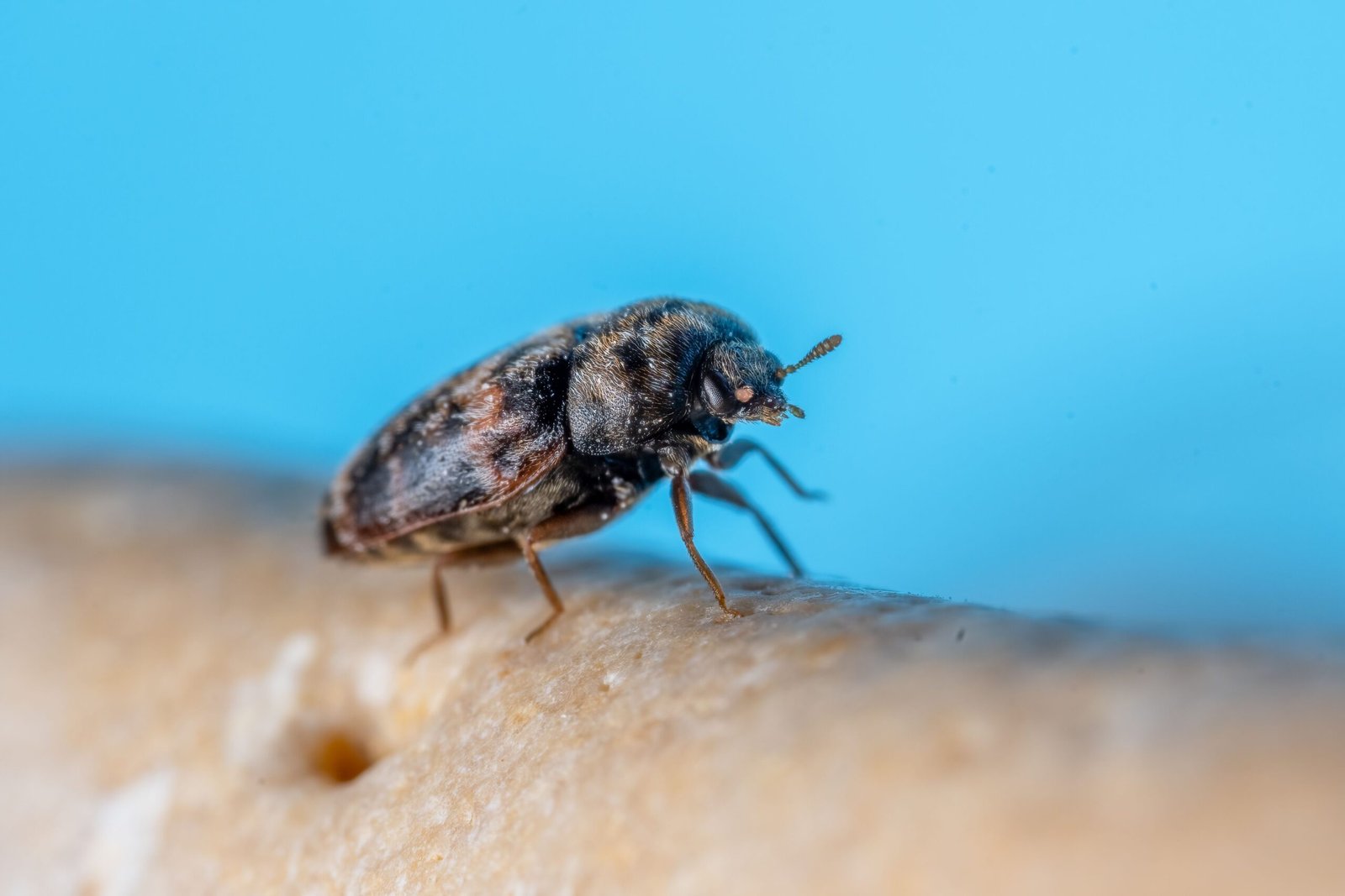 Infestation de rats à Paris : pourquoi les immeubles collectifs sont-ils particulièrement vulnérables ?